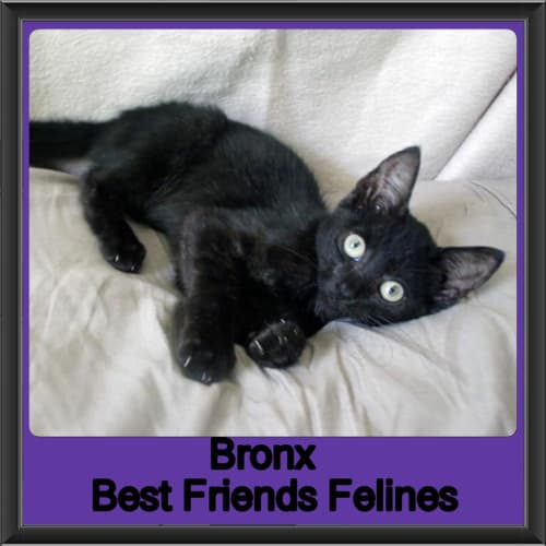 Bronx