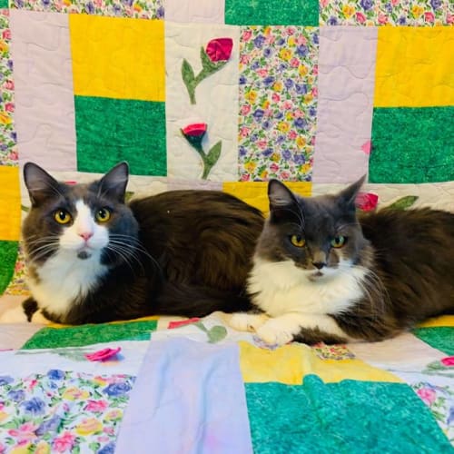 Solomon & Seraphina