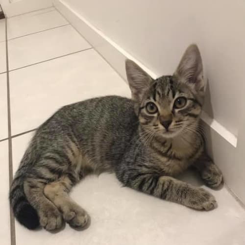 Freya
