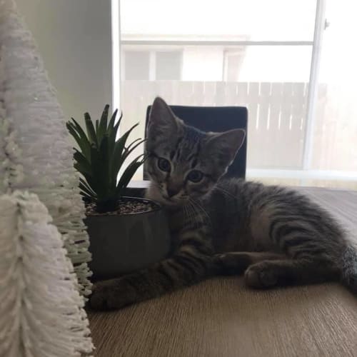 Odin * Adoption Pending *