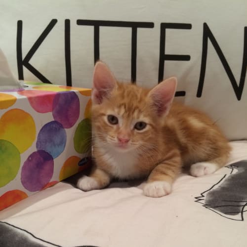 Ed Sheeran