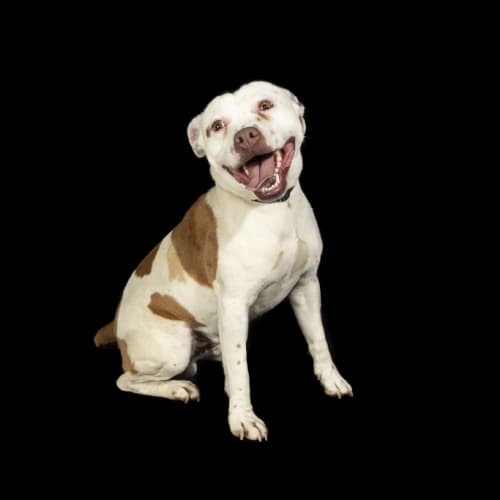 Snoop
