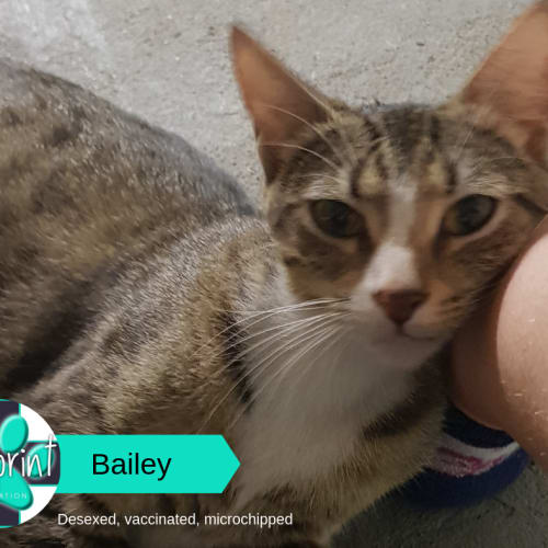 Bailey
