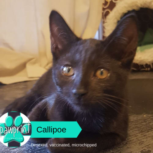 Calliope