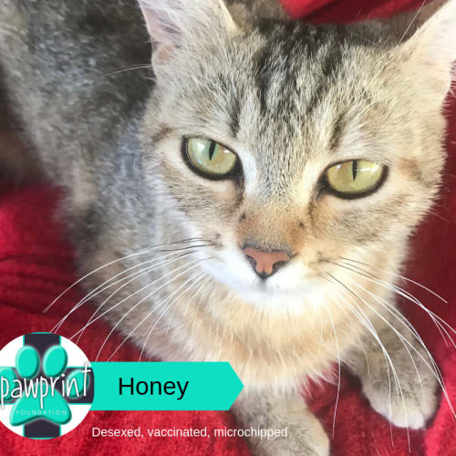 Honey