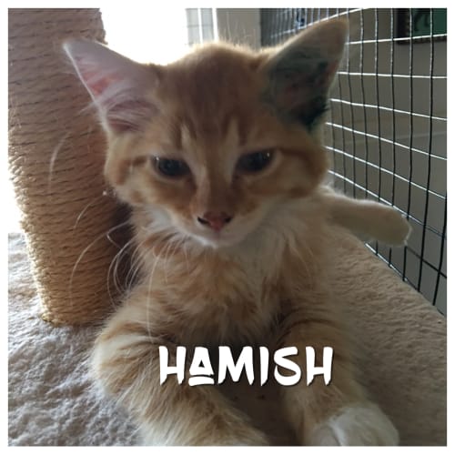 Hamish