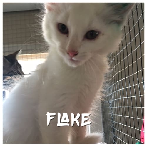 Flake
