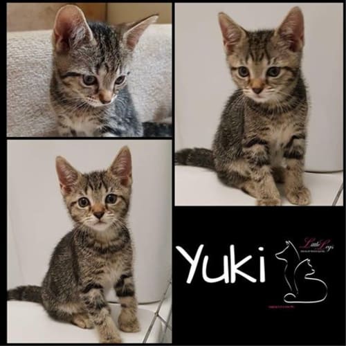 Yuki