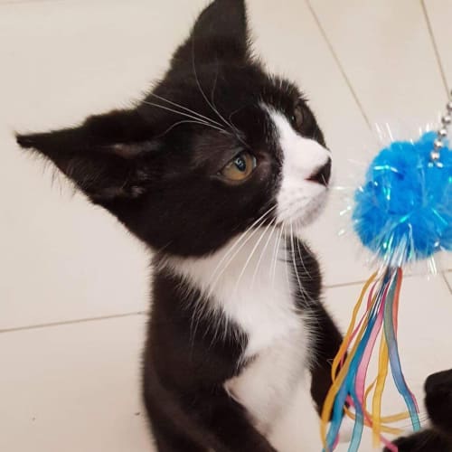 George - Purrfect Match Cat Adoptions 