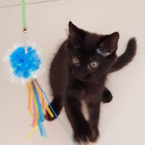 Gus - Purrfect Match Cat Adoptions 