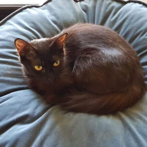 Zoe - Purrfect Match Cat Adoptions 