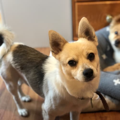 Hurburgh*** dog and cat friendly