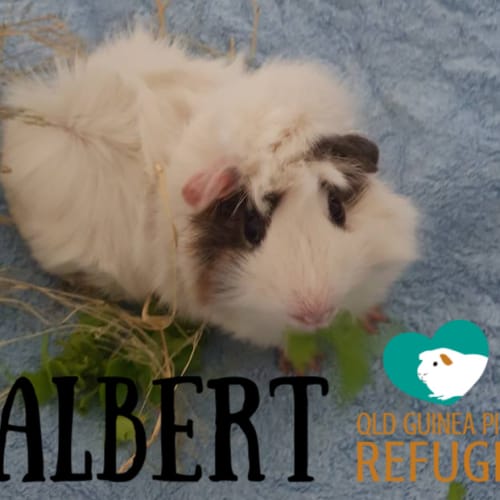 Albert (desexed male)