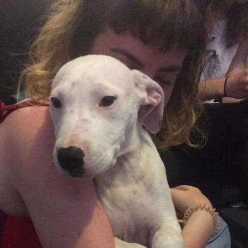 Puppy Kaya DL2039