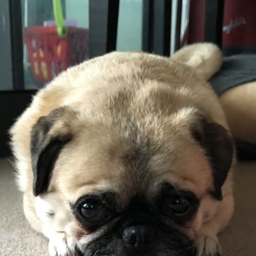 MugMug the Pug and BonBon the Silky Terrier