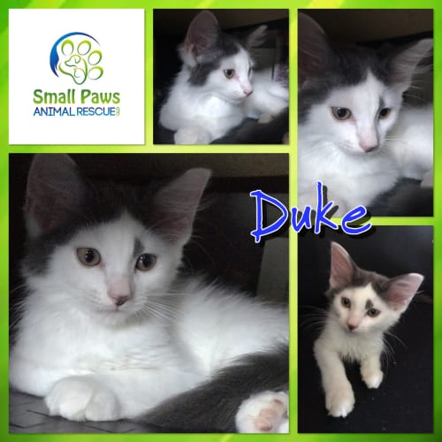 Duke