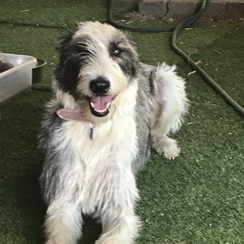 Maggie