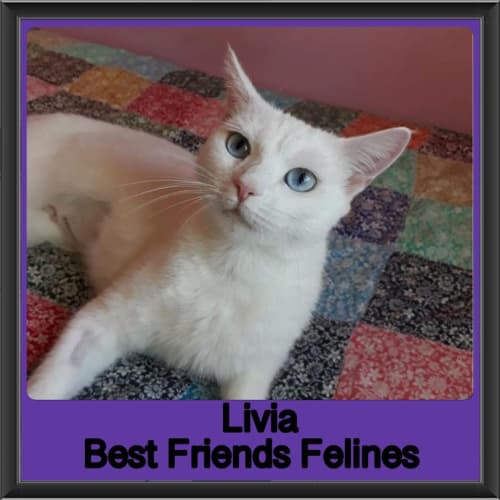 Livia 