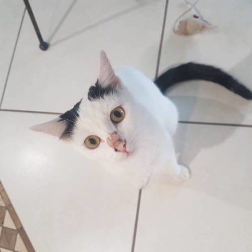 Gizmo