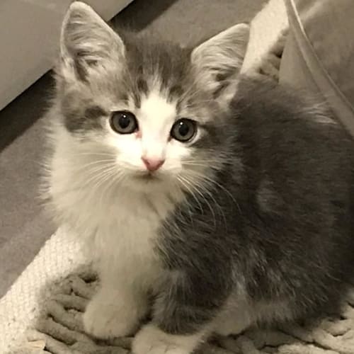 Peppa ^^Dandy Cat Rescue^^