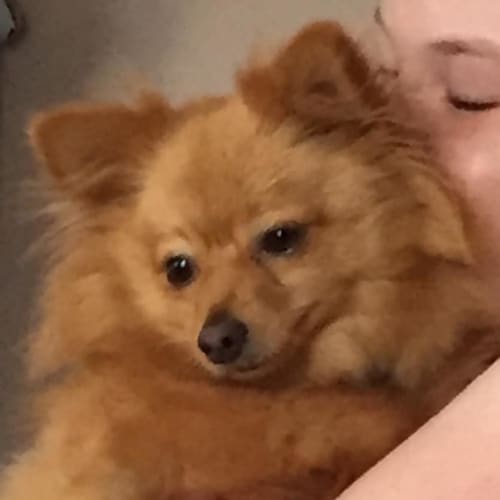 Daisy