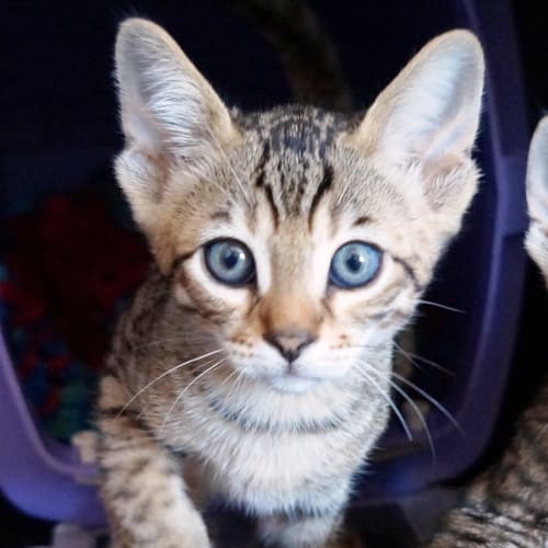 Avatar