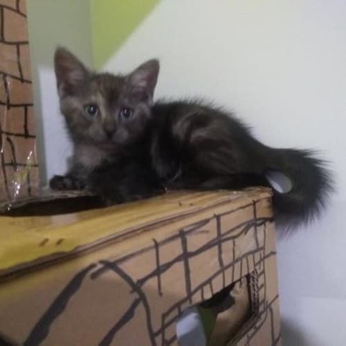 Pepper