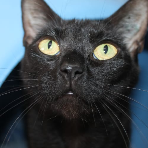 Dotti