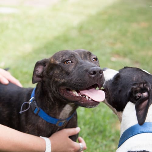 Chika ~ English Staffy x (on trial 16/1/2019)