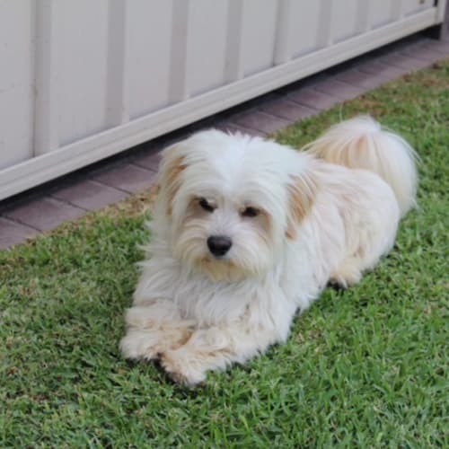 Bear ~ 1 year old Shih Tzu x (on trial 25/2/19)