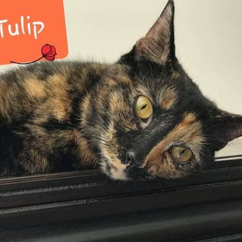 Tulip