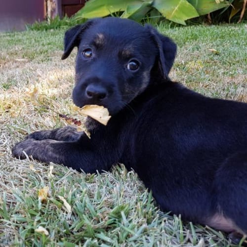 Cora