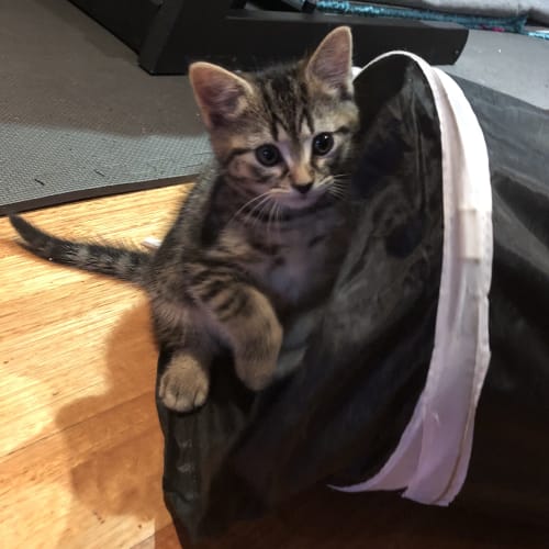 Chloe