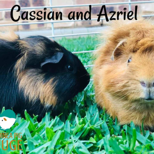 Cassian and Azriel