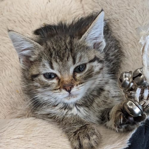 Rosie
