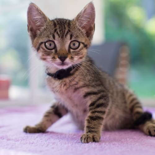 Simba