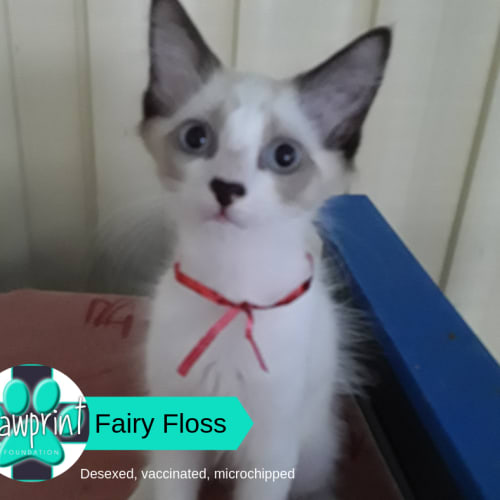 Fairy Floss