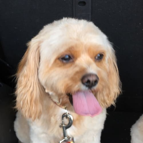 Jazzmine *Assisted rehome*