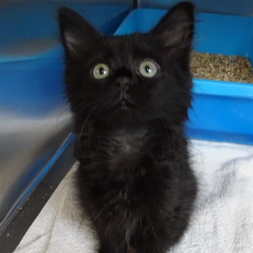 Loki