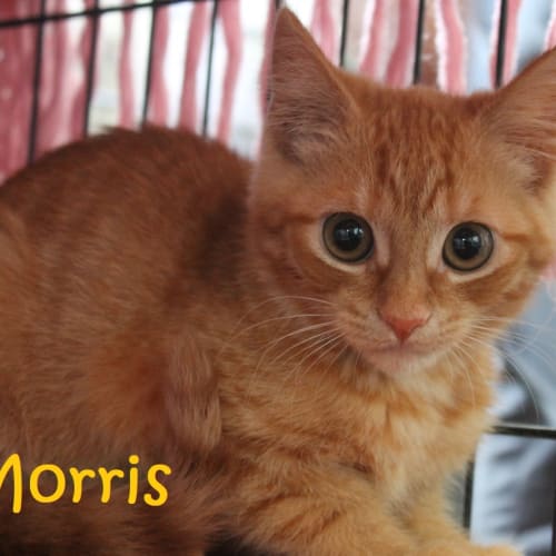 Morris