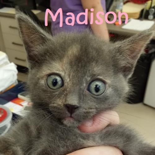 Madison