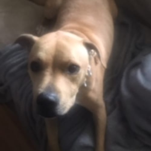 Luna ~ Staffy (on trial 13/1/2019)
