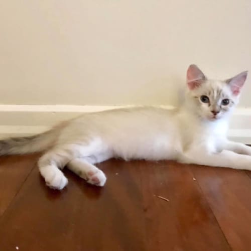 Maple 