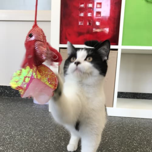 Katy Purry