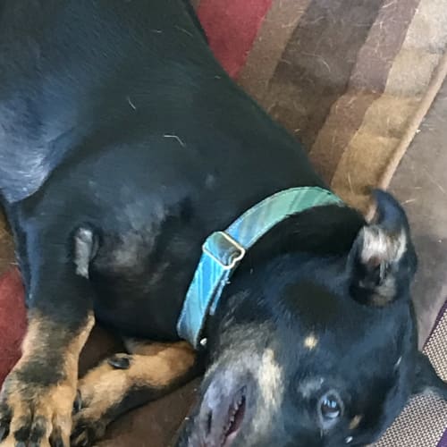 Banjo