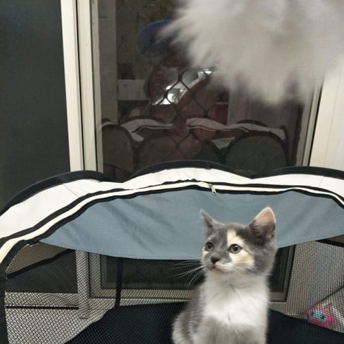 Evita