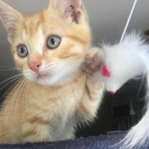 Charlie ^^Dandy Cat Rescue^^