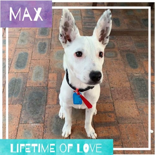 Max