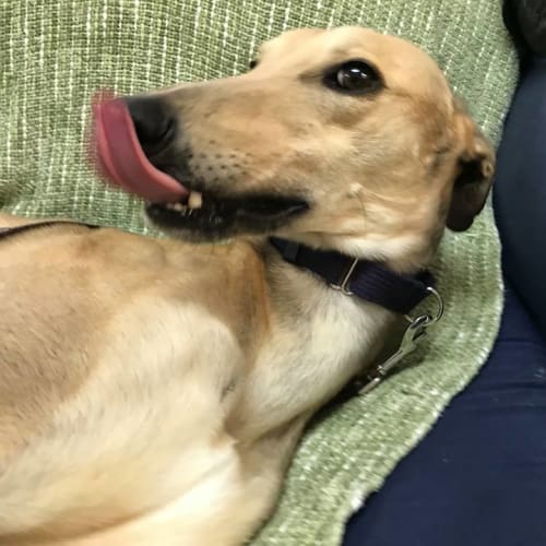 Cody (On Trial 10 Jan)