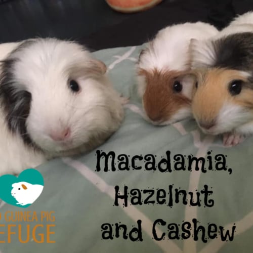 Macadamia, Hazelnut and Cashew (Indoor home only)